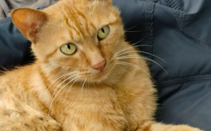 猫的眼睛变圆什么意思 猫的眼睛变圆什么意思