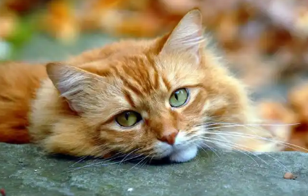 怎样给患耳螨的猫咪正确清理耳朵? 怎样给患耳螨的猫咪正确清理耳朵?