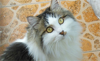 一般猫咪几个月成年