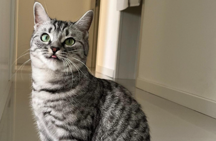 猫忽然只吃东西不喝水了 猫忽然只吃东西不喝水了