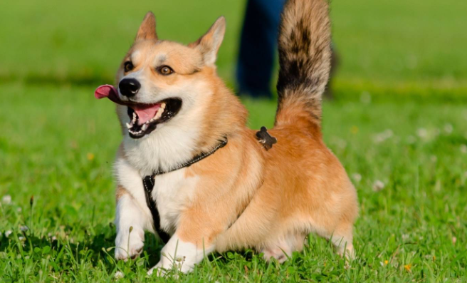 威尔斯柯基犬的智商密码：不止于排名的智慧
