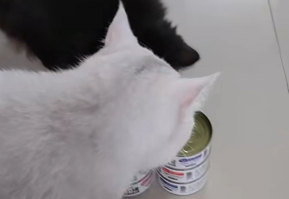 猫补水罐头推荐!希喂白小罐成科学补水新选择 猫补水罐头推荐!希喂白小罐成科学补水新选择