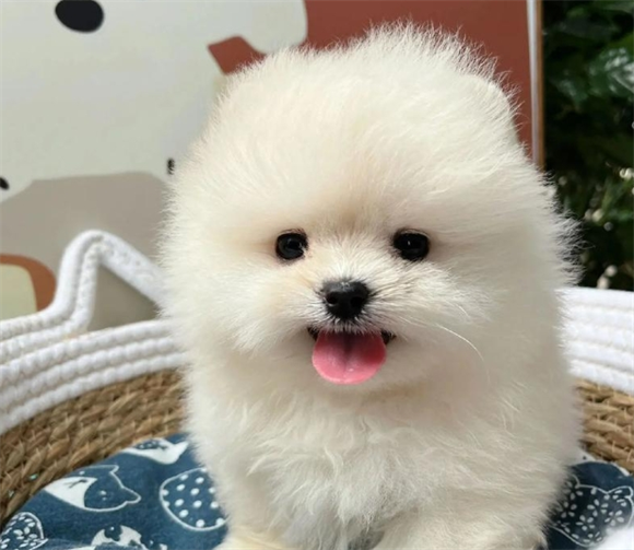 狗狗除口臭的土方子 狗狗除口臭的土方子