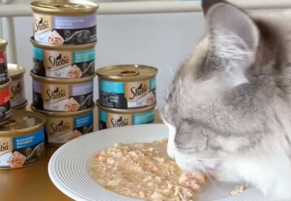 自家主子亲测!口碑最好的猫零食还得看希宝 自家主子亲测!口碑最好的猫零食还得看希宝