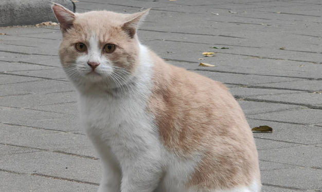 让流浪猫“打工”赚口粮的猫咖难以为继,店主发帖求助引网友 让流浪猫“打工”赚口粮的猫咖难以为继,店主发帖求助引网友