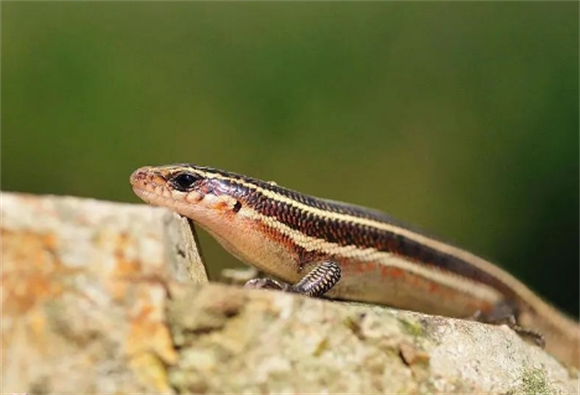 农村野外常见的多种蜥蜴,你了解它们吗? 农村野外常见的多种蜥蜴,你了解它们吗?