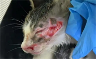 猫咪烫伤了抹什么药