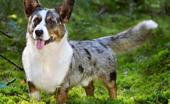 科普:卡迪根威尔斯柯基犬性格盘点 科普:卡迪根威尔斯柯基犬性格盘点
