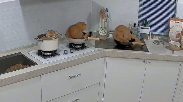 男子做饭发现锅里有猫毛，发现是猫咪在锅里睡觉！