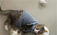 猫咪发出咕噜咕噜的声音咋办呢