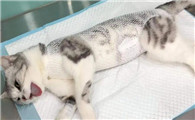 猫不做绝育有什么影响