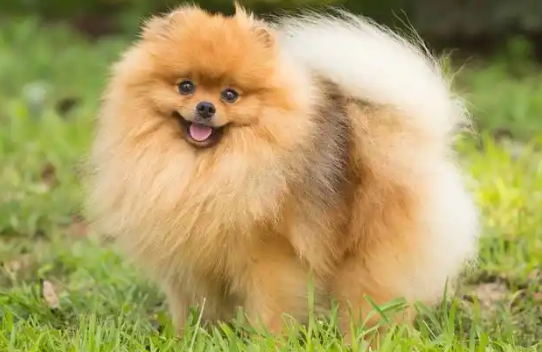 家中狗狗患狗瘟热如何消毒环境 家中狗狗患狗瘟热如何消毒环境