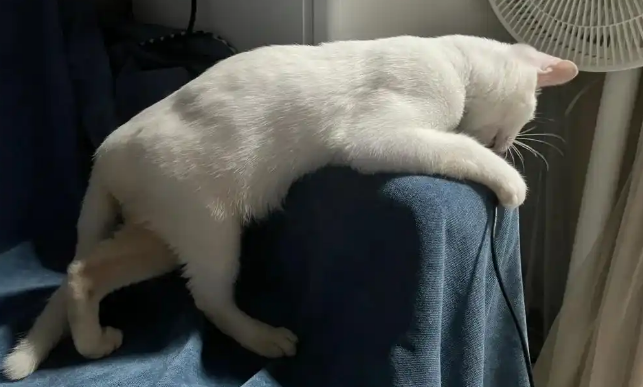 猫后腿无力但精神正常 猫后腿无力但精神正常