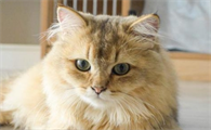 猫咪抽搐后会有后遗症吗
