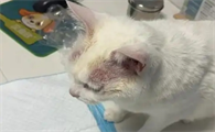 猫得皮炎会传染吗