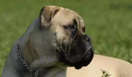 经过科学家们的探索,世界上有哪十大最优秀的护卫犬? 经过科学家们的探索,世界上有哪十大最优秀的护卫犬?