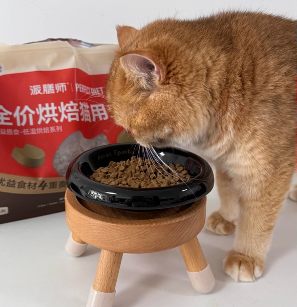 国产好猫粮推荐：派膳师专治玻璃胃的“猫咪美食良方”