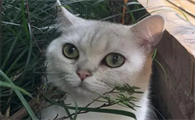 猫咪如果有狂犬病毒的话多久会发作