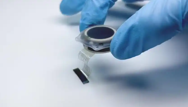 新西兰凯库拉猫咪管理新规：生态保护与宠物福利平衡