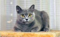 猫跳蚤会让猫咪频繁抓挠耳朵吗