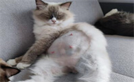 孕期母猫护理,要特别注意哪些事项