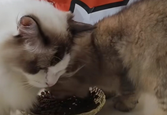吃什么猫粮让猫咪发腮长肉？希喂烘焙猫粮精准营养出击！