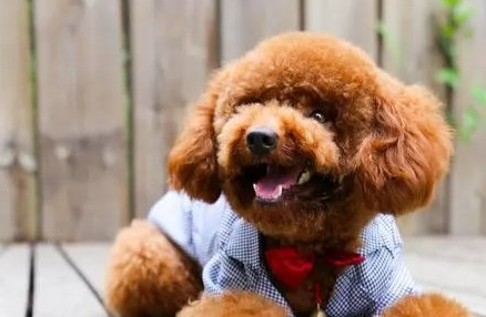 狗来姨妈来几天 狗来姨妈来几天