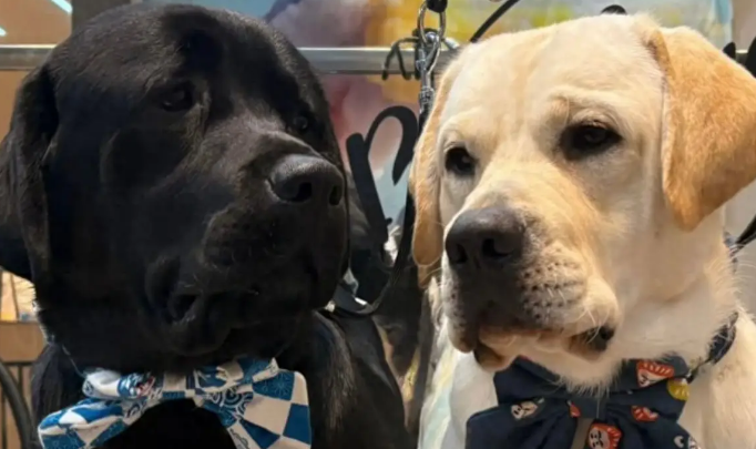 刘嘉玲在豪宅为狗庆生，两只狗戴领结出镜！