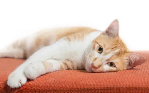 猫咪耳螨和猫癣症状怎么区分呀？