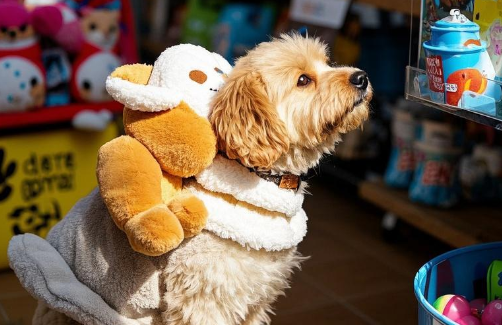 智慧养宠时代来临,科技如何重塑3000亿“它经济”新生态 智慧养宠时代来临,科技如何重塑3000亿“它经济”新生态