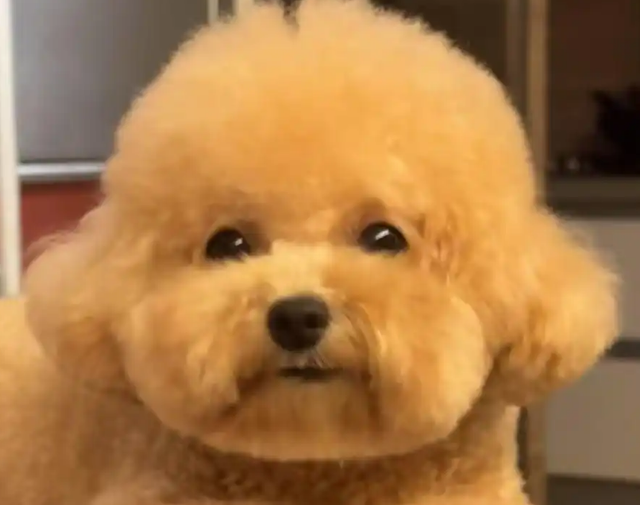 泰迪犬什么颜色最贵？原来是这个色
