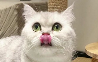 猫咪嘴里正常什么味道