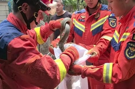 头皮发麻！长沙一居民家惊现眼镜蛇，长约2米！