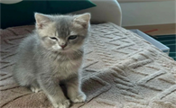 宠物猫踩奶的时候为什么全身抖动