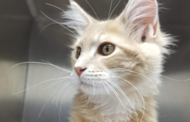 猫咪感冒要怎么办