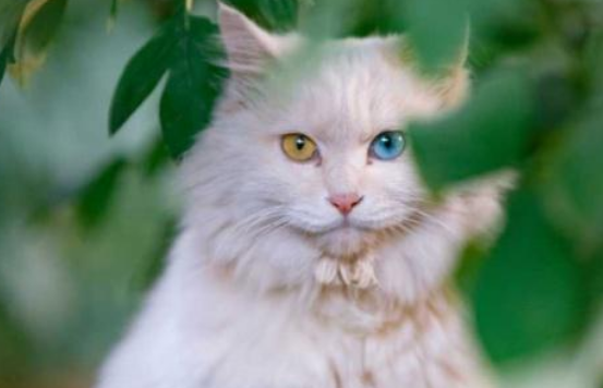 猫咪怀孕后体重增长多少正常