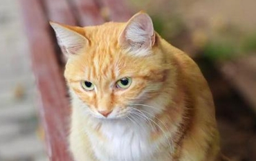 猫为什么会得肾肿大的原因 猫为什么会得肾肿大的原因
