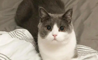 猫咪频繁喝水怎么回事
