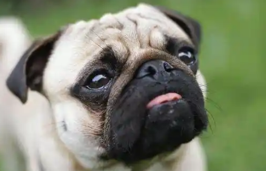 原产中国的巴哥犬多少钱？快来看！