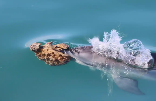 部分海豚学会“戴护具”捕食 部分海豚学会“戴护具”捕食