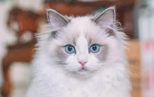 猫跳蚤喜欢藏在猫身体的哪些部位