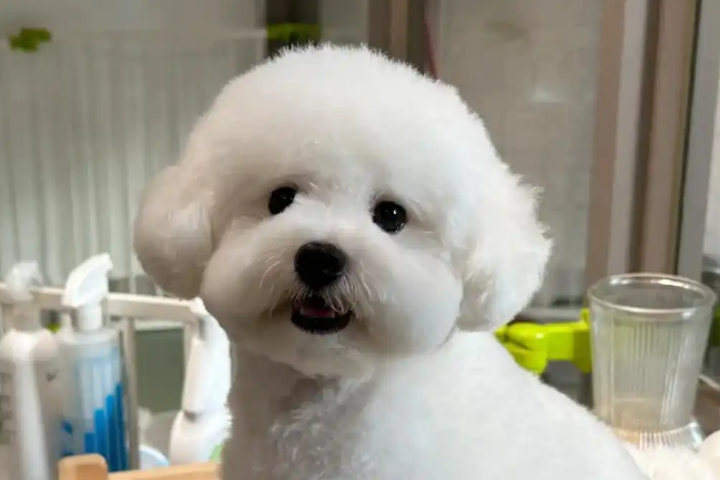 如何判断比熊犬是否纯种：从五大特征精准识别