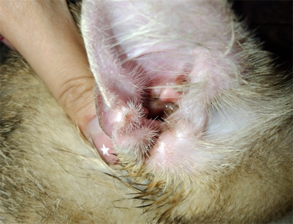 小猫耳朵里面很脏是什么原因啊 小猫耳朵里面很脏是什么原因啊