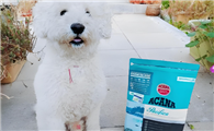 爱肯拿和耐吉斯狗粮对比，哪个更适合你的爱犬？