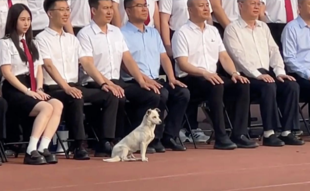 学生在拍毕业照,生活在校园的流浪狗坐到了最前排! 学生在拍毕业照,生活在校园的流浪狗坐到了最前排!