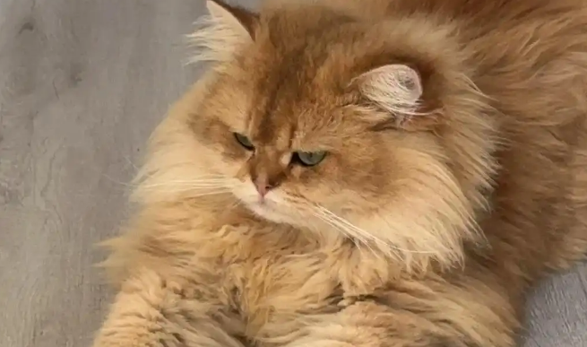 猫藓怎么才能治好得快