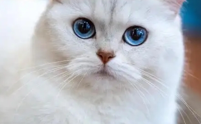 猫得肾衰的原因是什么
