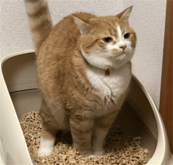猫咪软便拉稀呕吐
