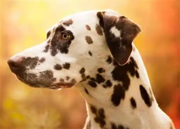 宠物狗系列之大麦町犬 宠物狗系列之大麦町犬
