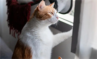 猫对什么花会中毒
